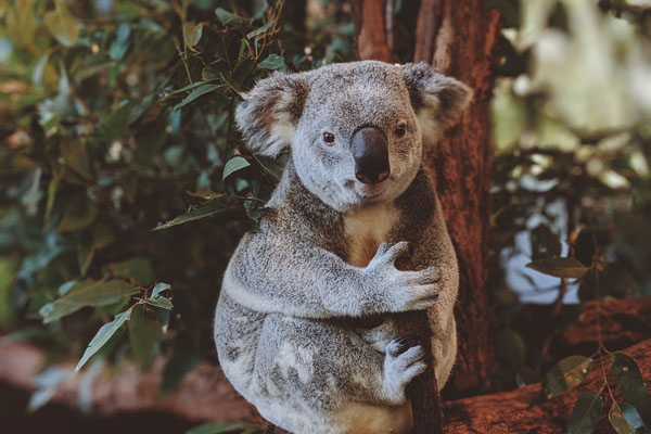 Ursul Koala stând într-un copac