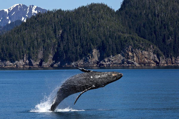 Observarea balenelor în Canada, balena cu cocoașă sare afara din apa