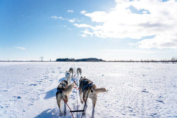 Plimbare cu sania trasa de caini husky prin zapada in Laponia