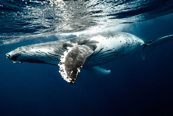Balena cu cocoașă sub apă, observarea balenelor în Australia