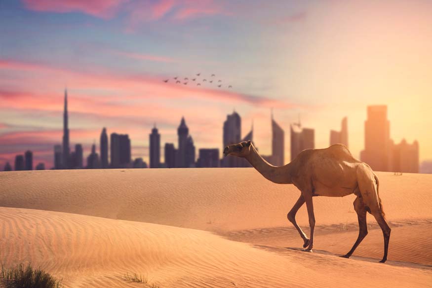 Vacanta in Dubai, aventuri prin desert pe spatele camilelor