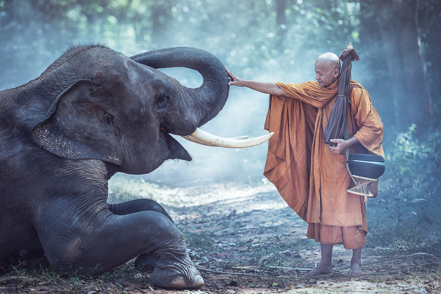 Elefanti thailandezi si un calugar in costumatie traditionala, in jungla Thailandei