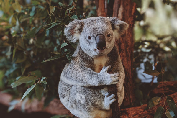 imgine Koala in Australia